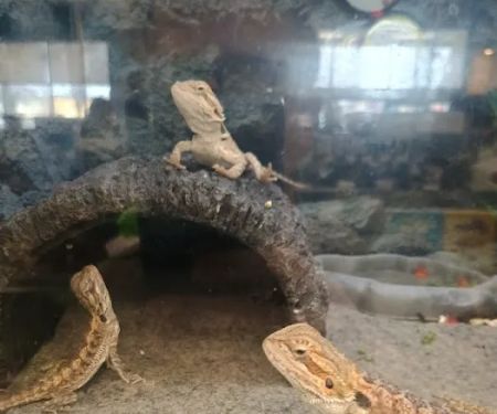 Petco