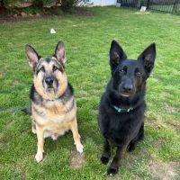 Bay Area Veterinary Hospital ico