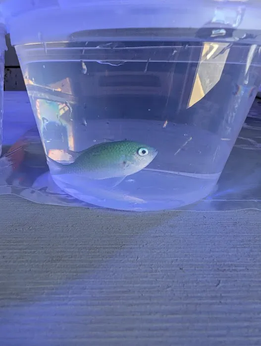 Underwater Pets Picture 3
