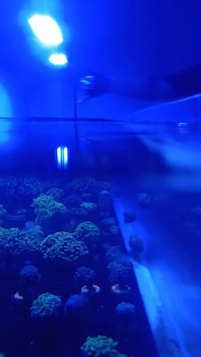 Underwater Pets Picture 2