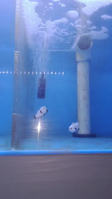 Underwater Pets Picture 6