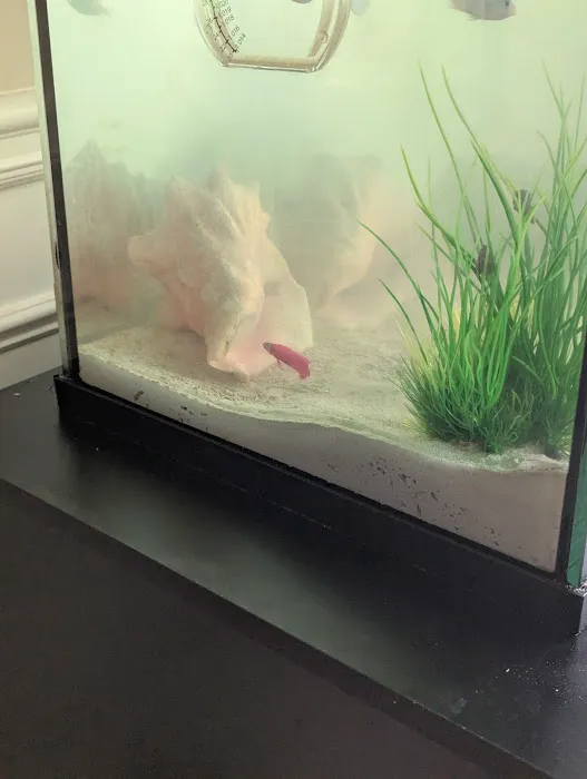 Underwater Pets Picture 1