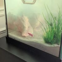 Underwater Pets ico