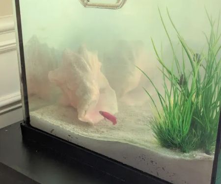 Underwater Pets