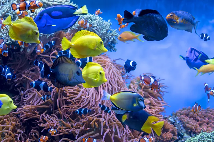 Underwater Pets Picture 8