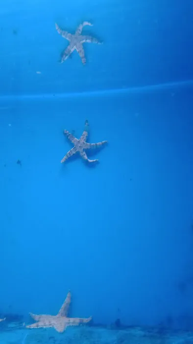Underwater Pets Picture 7