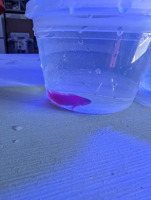 Underwater Pets Picture 4