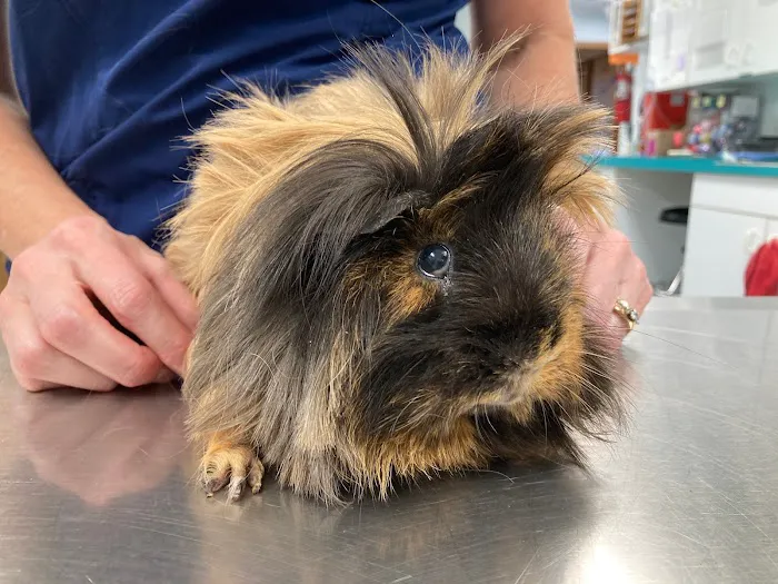 Community Animal Hospital Picture 1