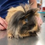 Community Animal Hospital