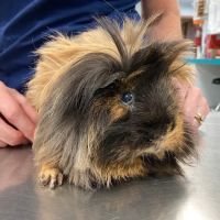 Community Animal Hospital ico