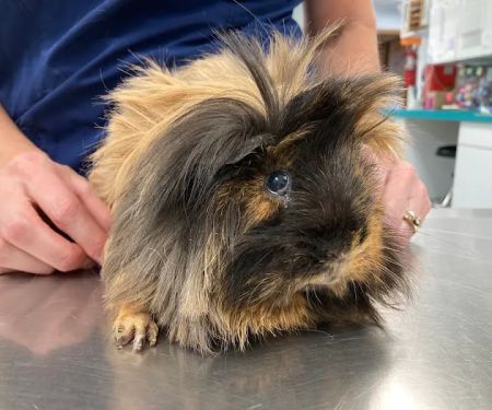 Community Animal Hospital