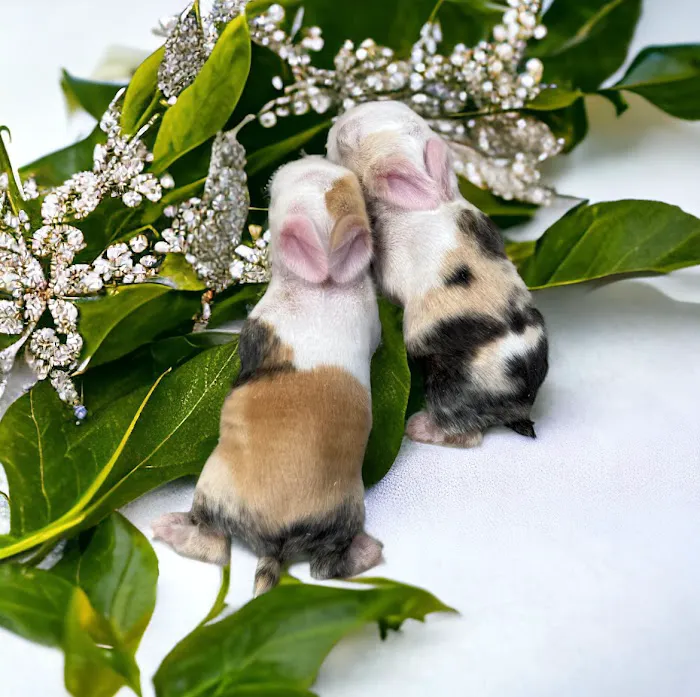 Bunnies Along the River Picture 9