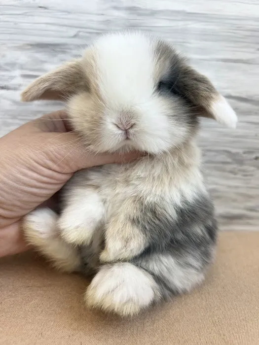 Bunnies Along the River Picture 2