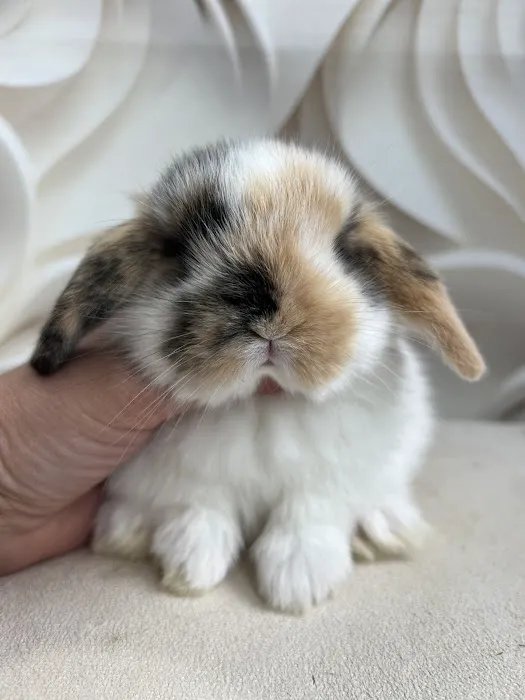 Bunnies Along the River Picture 6