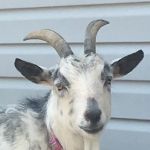 Central Shore Veterinary Services