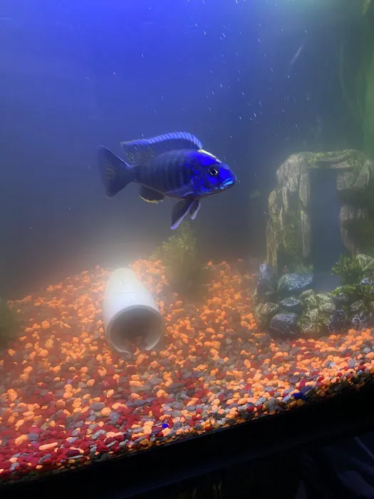 Z Fishroom Picture 2