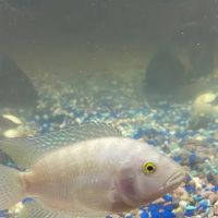Z Fishroom ico