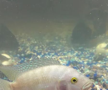 Z Fishroom