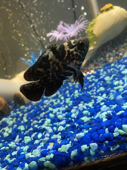 Z Fishroom Picture 7