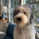 Easton Veterinary Clinic and Rehabilitation Center