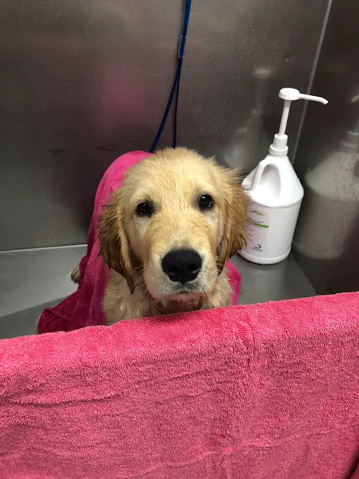 Easton Veterinary Clinic and Rehabilitation Center Picture 5