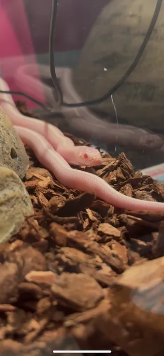 Burnett Exotics Picture 10