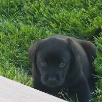 Animal Clinic of Talbot ico