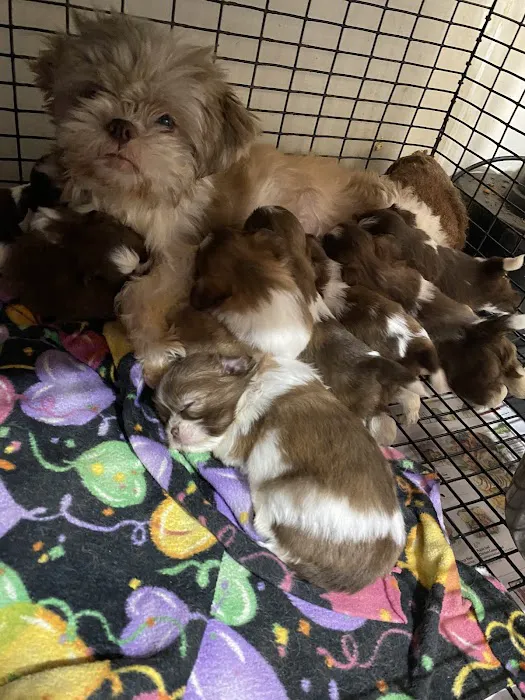 The Puppy Gallery LLC Picture 2