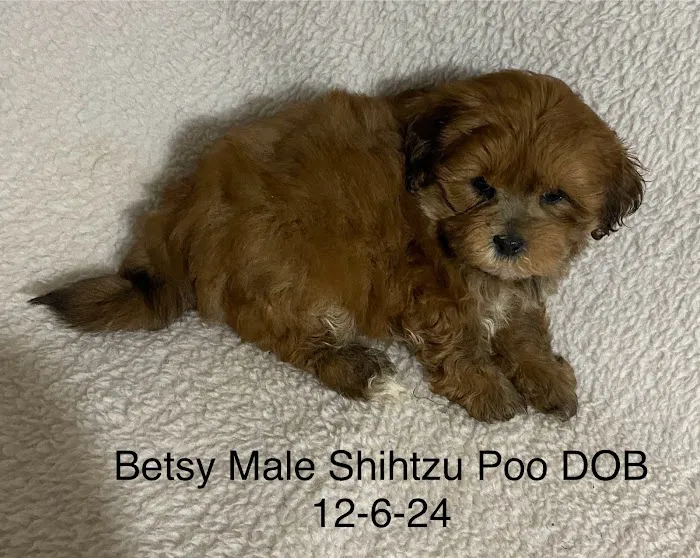 The Puppy Gallery LLC Picture 9
