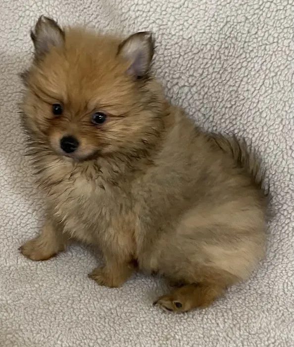The Puppy Gallery LLC Picture 6