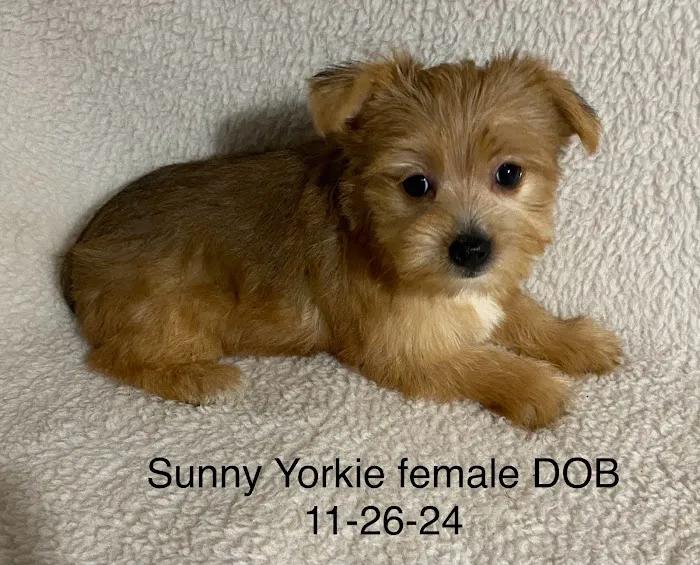 The Puppy Gallery LLC Picture 10