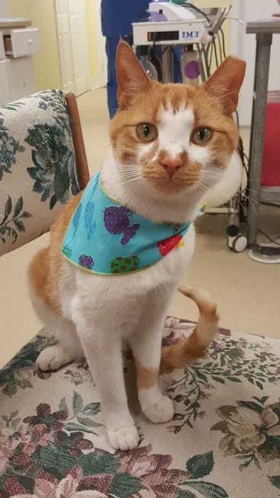 Pet Health Clinic Picture 1