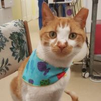 Pet Health Clinic ico