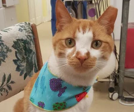 Pet Health Clinic
