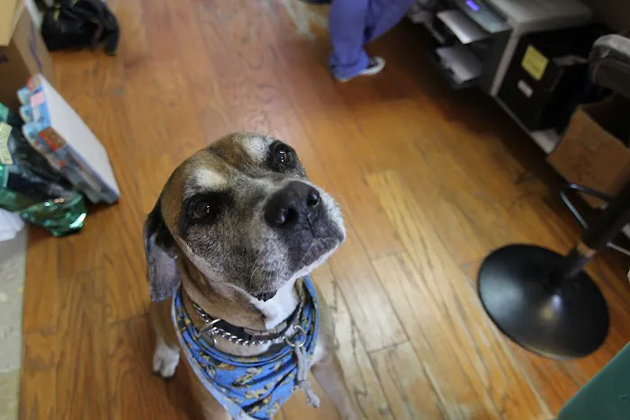 Pet Health Clinic Picture 2