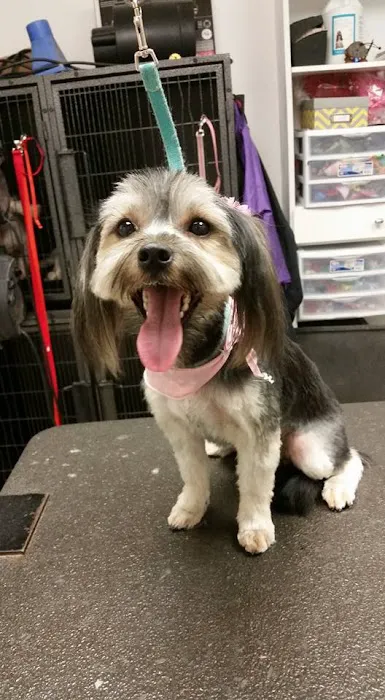 Pet Health Clinic Picture 4
