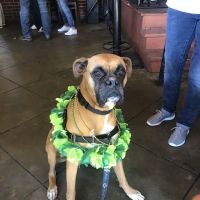 Midshore Veterinary Service ico