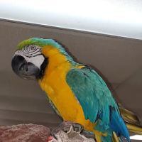 Boiling Springs Pet World ico