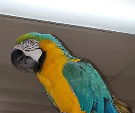 Boiling Springs Pet World