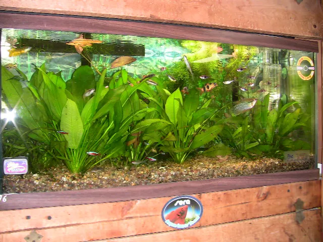 Boiling Springs Pet World Picture 3