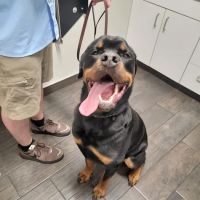 Hershire Animal Hospital ico