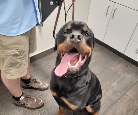 Hershire Animal Hospital