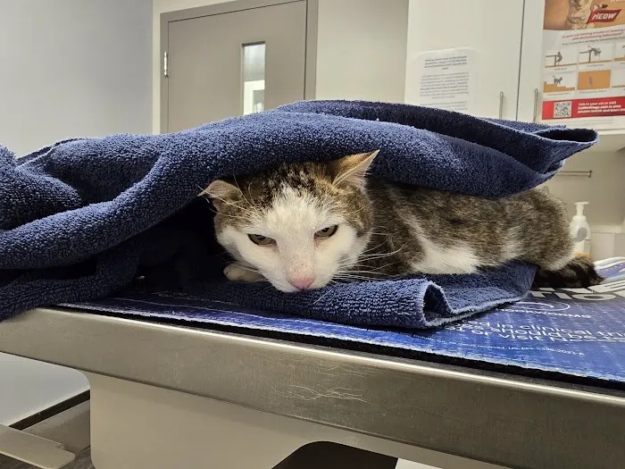 Hershire Animal Hospital Picture 3
