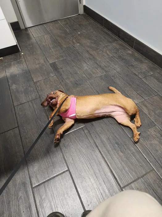 Hershire Animal Hospital Picture 7