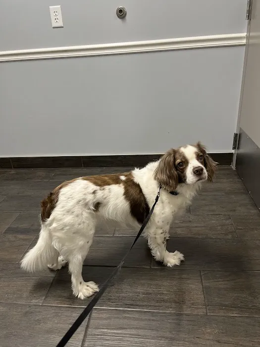 Hershire Animal Hospital Picture 4