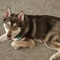 Shiloh Veterinary Hospital - East ico