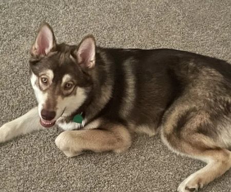 Shiloh Veterinary Hospital - East