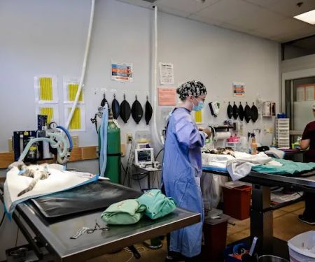 Spay/Neuter Clinic - York County SPCA