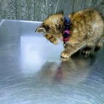 Veterinary Center- Daniel R. Reilly VMB