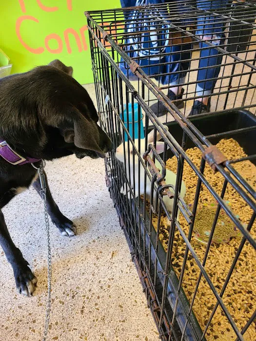 Pet Connection Picture 1